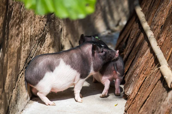 Cerdo Clonación Del Ghr Clonado Por Instituto Investigación Genética Shenzhen —  Fotos de Stock