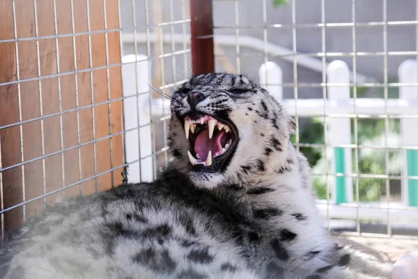 Leopardo Salvaje Dos Años Edad Que Será Liberado Nuevo Montaña —  Fotos de Stock