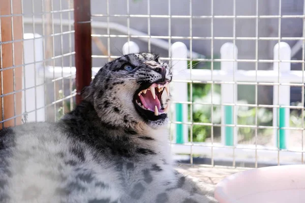 Leopardo Salvaje Dos Años Edad Que Será Liberado Nuevo Montaña —  Fotos de Stock