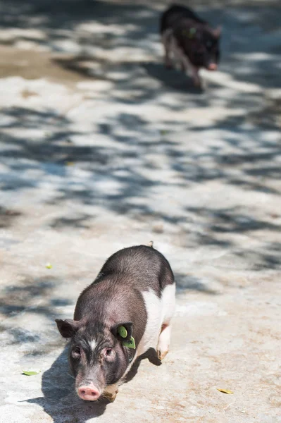 Ghr Clonagem Porco Clonado Por Shenzhen Huada Gene Research Institute — Fotografia de Stock