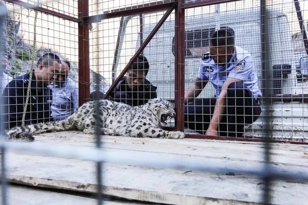 Oficiales Policía Observan Leopardo Nieve Salvaje Dos Años Edad Que —  Fotos de Stock