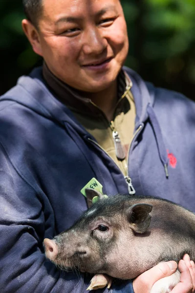 Guardián Chino Tiene Cerdo Clonación Ghr Clonado Por Instituto Investigación —  Fotos de Stock