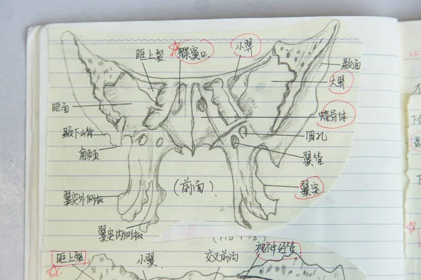 View Notes Taken Chinese Sophomore Feng Yanfei Her Immunology Anatomy — стоковое фото