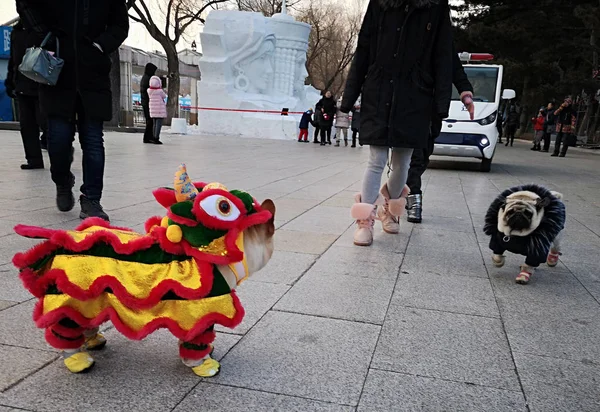 Perro Vestido Con Trajes Danza León Representa Parque Nanhu Ciudad —  Fotos de Stock