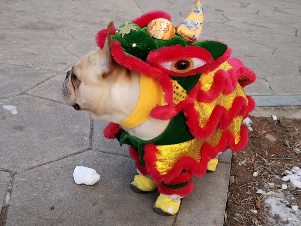 Ein Hund Löwentanzkostümen Nanhu Park Der Stadt Changchun Provinz Jilin — Stockfoto