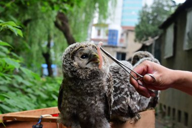 A Chinese officer feeds one of the four Eurasian eagle owls found inside a black plastic box on a street at the Wildlife Rescue Center of the Zhengzhou Forestry Bureau in Zhengzhou city, Central China's Henan Province, 15 May 2017 clipart