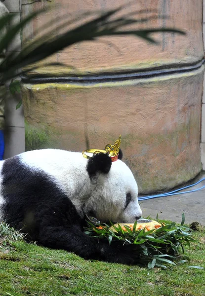 Vieux Panda Géant Monde Basi Mange Son Fourrage Forme Gâteau — Photo