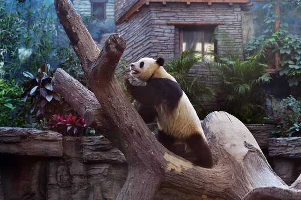 Giant Panda Wspina Drzewo Zoo Beijing Pekin China Maja 2017 — Zdjęcie stockowe
