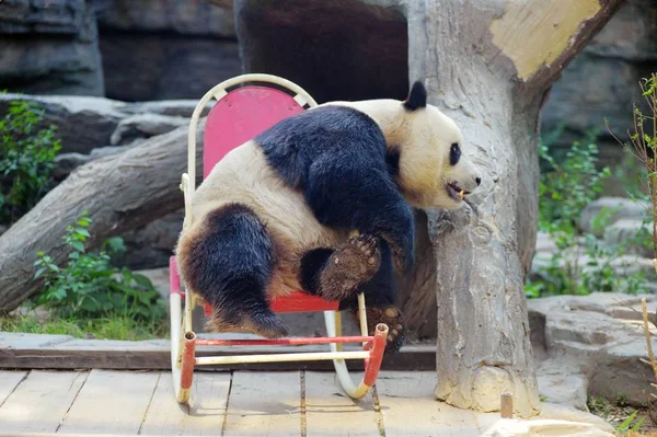 Panda Gigante Joga Uma Cadeira Balanço Zoológico Pequim Pequim China — Fotografia de Stock