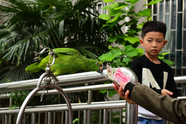 Papagaio Amazônia Cabeça Amarela Escolhe Corretamente Uma Nota Rmb Yuans — Fotografia de Stock