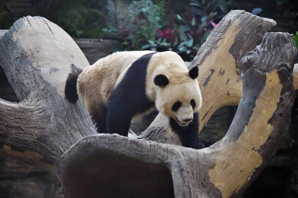 Obří Panda Vyšplhá Strom Pekingské Zoo Pekingu Čína Května 2017 — Stock fotografie