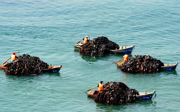 Pescatori Trasportano Alghe Porto Della Città Dalian Provincia Liaoning Maggio — Foto Stock