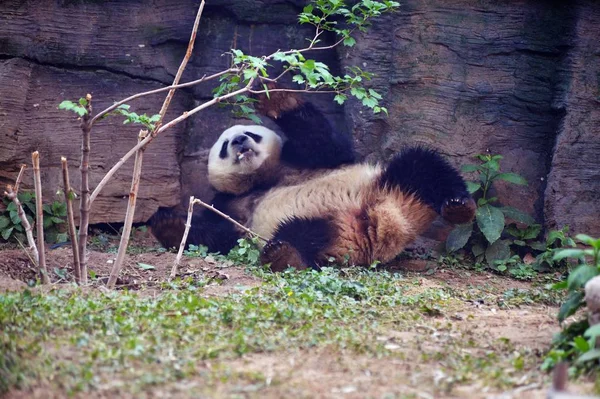 Giant Panda Gra Zoo Beijing Pekin China Maja 2017 — Zdjęcie stockowe