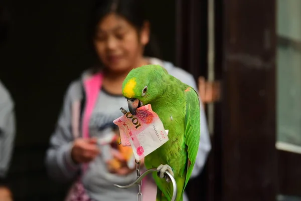 Sárga Fejű Amazon Papagáj Helyesen Felveszi 100 Jüan Rmb Bankjegy — Stock Fotó