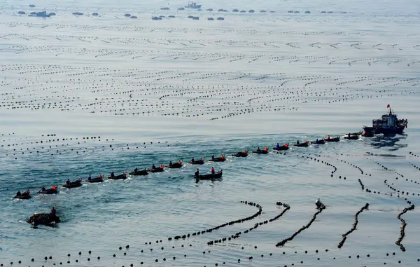 Pescadores Transportan Algas Marinas Puerto Ciudad Dalian Provincia Liaoning Noreste —  Fotos de Stock