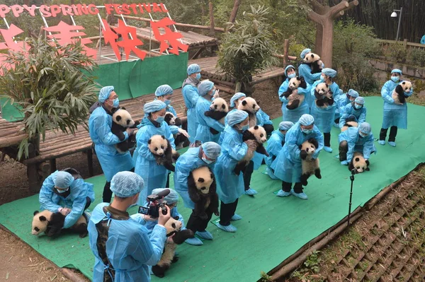 Cachorros Panda Gigantes Nacidos 2016 Manos Cuidadores Posan Para Las — Foto de Stock