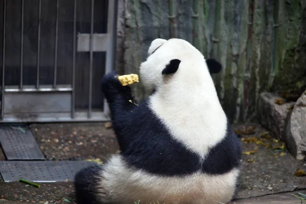 Panda Géant Mange Des Pousses Bambou Zoo Pékin Chine Mai — Photo