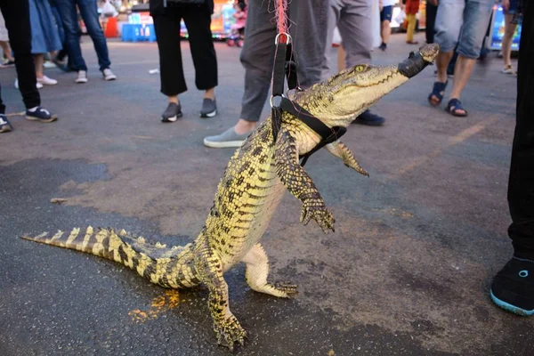 Vendedor Churrasco Beira Estrada Caminha Com Crocodilo Vivo Uma Rua — Fotografia de Stock