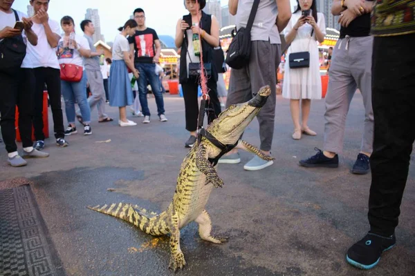 Vendedor Churrasco Beira Estrada Caminha Com Crocodilo Vivo Uma Rua — Fotografia de Stock