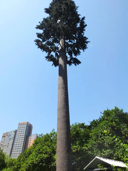 Uma Torre Telefone Celular Disfarçada Para Parecer Uma Árvore Retratada — Fotografia de Stock