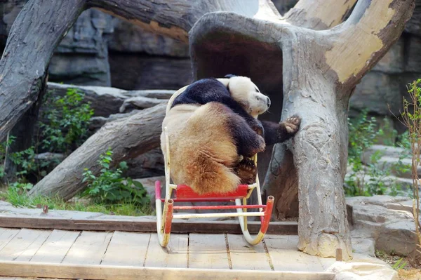Giant Panda Gra Bujanym Fotelu Zoo Beijing Pekin China Maja — Zdjęcie stockowe