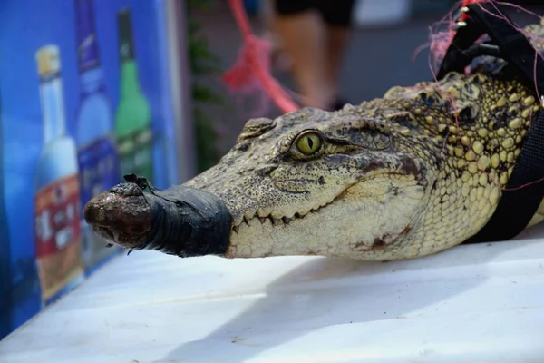 Vendedor Churrasco Beira Estrada Caminha Com Crocodilo Vivo Uma Rua — Fotografia de Stock