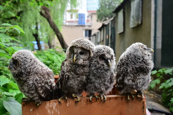 Four Eurasian Eagle Owls Found Black Plastic Box Street Pictured — Stock Photo, Image