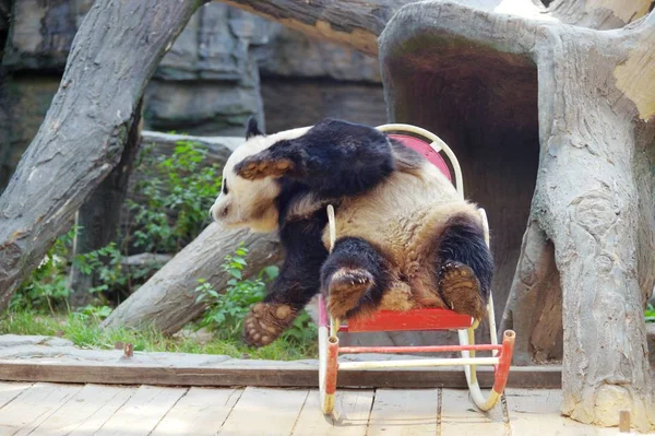 2017 日中国北京市に北京動物園でロッキングチェアに果たしているジャイアント パンダ — ストック写真