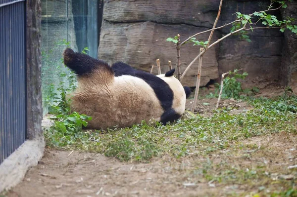 Гигантская Панда Играет Пекинском Зоопарке Пекине Китай Мая 2017 — стоковое фото