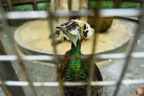 Pavo Real Representa Una Jaula Hecha Medida Barrio Residencial Ciudad — Foto de Stock