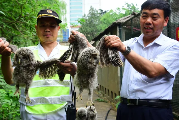 Chinese Officers Show Two Four Eurasian Eagle Owls Found Black — Stock Photo, Image