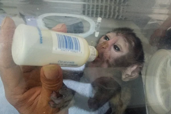 Keeper Feeds Patas Monkey Baby Milk Incubators Zhengzhou Zoo Zhengzhou — Stock Photo, Image