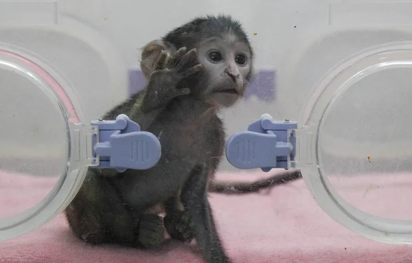 Ένα Μωρό Μαϊμού Επιγονατίδες Απεικονίζεται Στο Εκκολαπτήριο Του Ζωολογικού Κήπου — Φωτογραφία Αρχείου