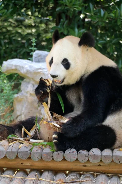 2017年5月26日 在中国东部江苏省扬州市朱玉湾动物园 一只大熊猫吃着 形状的饲料 也就是糯米饺子 — 图库照片