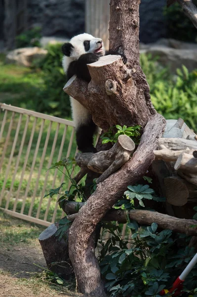 Des Jumeaux Géants Panda Jianjian Kangkang Joue Lors Événement Pour — Photo