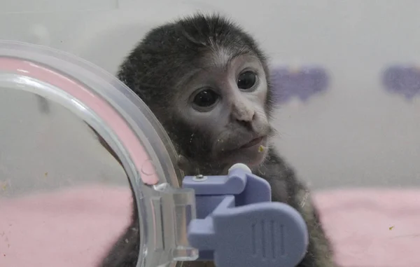 Bebê Macaco Patas Retratado Zoológico Zhengzhou Cidade Zhengzhou Província Central — Fotografia de Stock