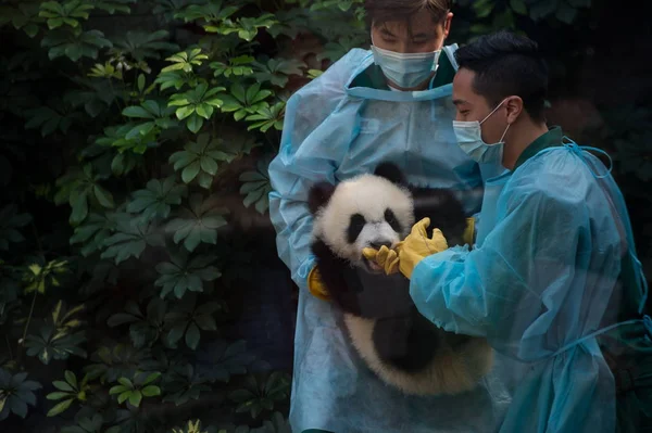 Opiekun Posiada Jeden Twin Olbrzym Panda Cubs Jianjian Kangkang Podczas — Zdjęcie stockowe