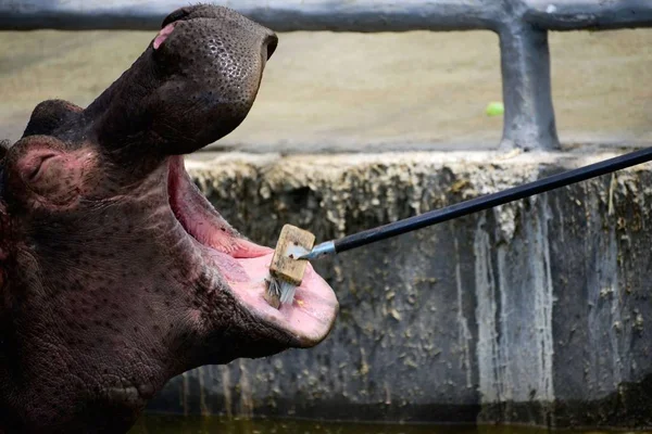 Čínský Majitel Čistí Zuby Hippo Lesní Zoo Qingdao Městě Qingdao — Stock fotografie