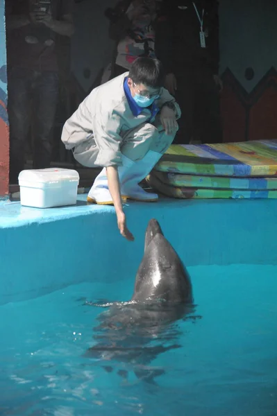 Ein Tümmler Interagiert Mit Einem Tierpfleger Einem Aquarium Der Stadt — Stockfoto