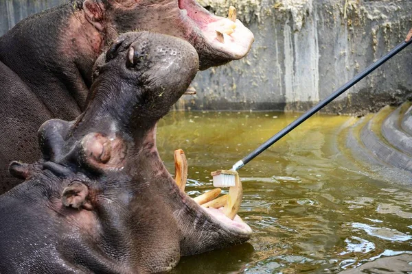 Čínský Majitel Čistí Zuby Hippo Lesní Zoo Qingdao Městě Qingdao — Stock fotografie