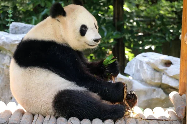 Egy Óriás Panda Eszik Takarmány Alakja Zongzi Más Néven Rizst — Stock Fotó