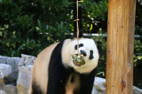 Panda Géant Mange Fourrage Sous Forme Zongzi Également Connu Sous — Photo