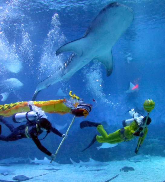 Les Plongeurs Exécutent Une Danse Dragon Avec Requin Autres Animaux — Photo