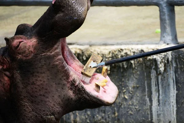 Čínský Majitel Čistí Zuby Hippo Lesní Zoo Qingdao Městě Qingdao — Stock fotografie