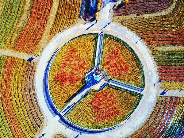 Vista Aérea Padrões Coloridos Caracteres Chineses Feitos Milhão Pinheiros Campo — Fotografia de Stock