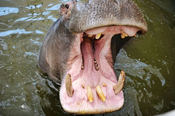 Blick Auf Die Zähne Eines Flusspferdes Tierpark Des Qingdao Waldes — Stockfoto