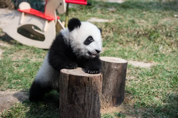 One Twin Giant Panda Cubs Jianjian Kangkang Plays Event Pay — Stock Photo, Image