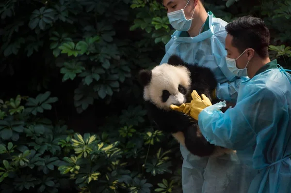 Opiekun Posiada Jeden Twin Olbrzym Panda Cubs Jianjian Kangkang Podczas — Zdjęcie stockowe