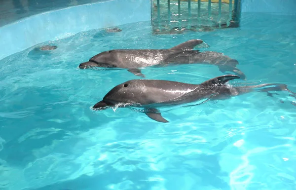 Two Bottlenose Dolphins Swim Aquarium Harbin City Northeast China Heilongjiang — Stock Photo, Image