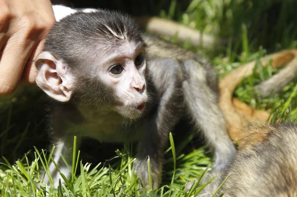 Bambino Scimmia Patas Raffigurato Allo Zoo Zhengzhou Nella Città Zhengzhou — Foto Stock